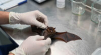 rabies bat