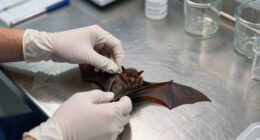 rabies bat