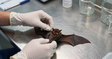 rabies bat